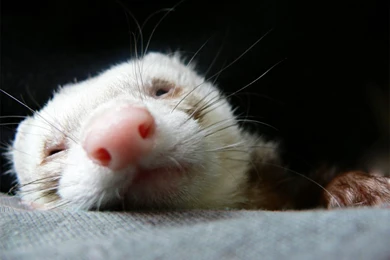 Cute Ferret Wallpapers 69511