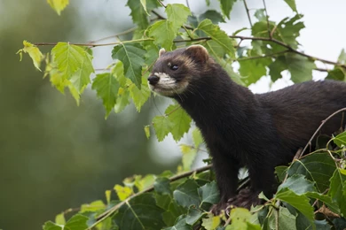 26 Ferret HD Wallpapers