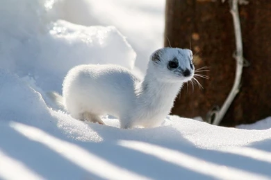 Cute Ferret Wallpapers   Wallpaper.