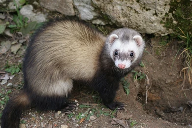 FERRET (4) Wallpapers