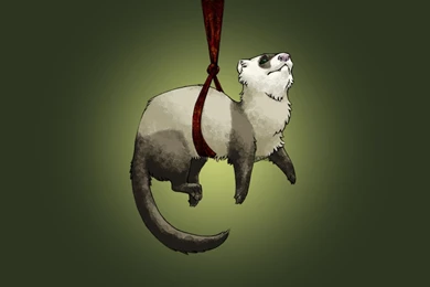 Hanging Ferret Wallpapers By Nivailis On DeviantArt