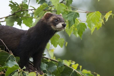 Ferret Widescreen Wallpapers