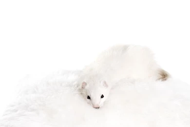 White Ferret   Wallpaper.