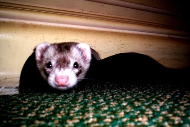 Ferret Wallpapers By LordMordredBloodstne On DeviantArt