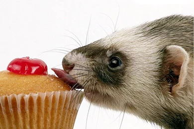 Ferret & Cake   PlanetCalypsoForum Gallery