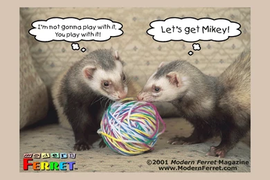 Ferret Wallpapers   193893