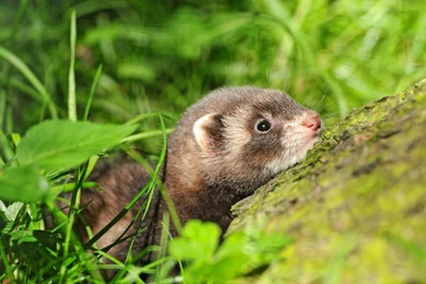 Landscapes Nature Ferret Wallpapers