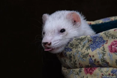 Ferret Little Tong Wallpapers By Yukkabelle On DeviantArt