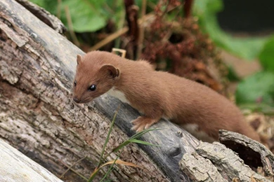 Ferret Wallpapers   (