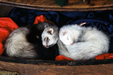 Free Wallpapers Slumber Party Ferrets
