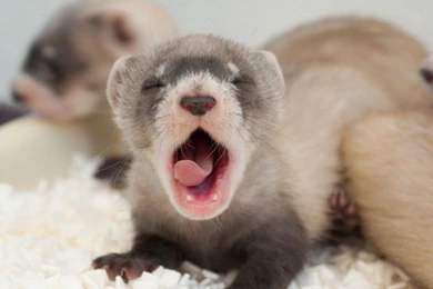 Baby Ferret   Wallpaper.