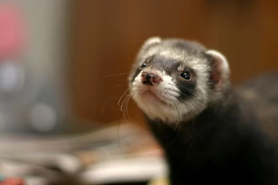 Ferret!   Ferrets Photo (15457017)   Fanpop