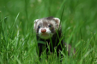 2011 April « Rattler Radio