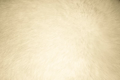 Download Beige Fur Texture Free High Resolution Dimensions ...