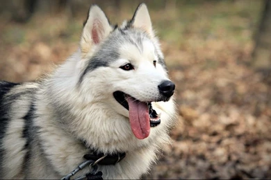 Siberian Husky Wallpapers For Desktop
