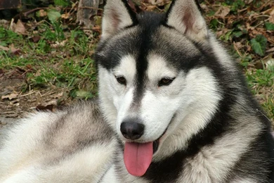 Siberian_husky_desktop_wallpaper 1280x1024.jpg
