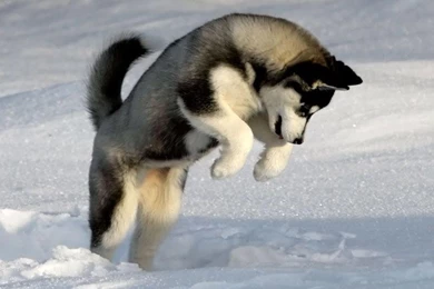 Free Wallpapers Siberian Husky In Snow Wallpapers