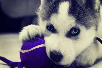 Top Siberian Husky Wallpapers For Computer Images For Pinterest