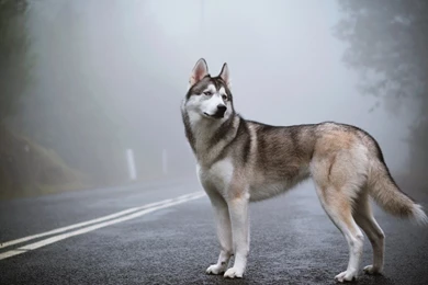 Siberian Husky Wallpapers