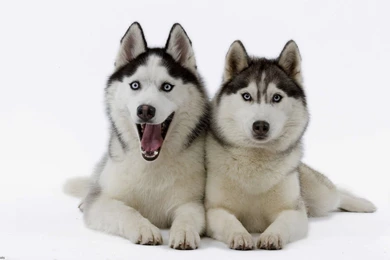 Husky Wallpapers HD   Beautiful Wallpapers Collection 2014