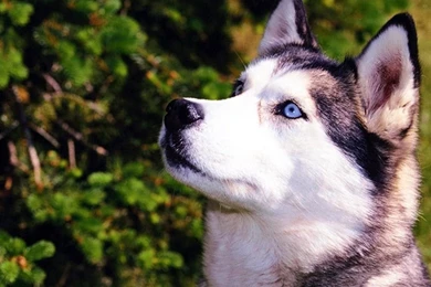 Siberian Husky Wallpapers