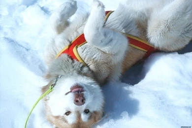 The Puppy Siberian Husky Playing In The Snow Wallpapers And Images ...