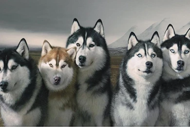 Pack Of Siberian Huskies HD Desktop Wallpapers : Widescreen : High ...