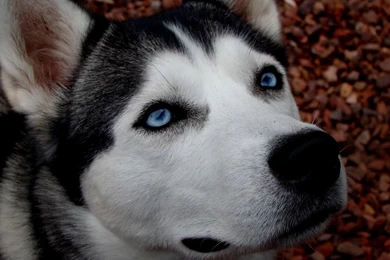 Siberian Dog Wallpapers   99555