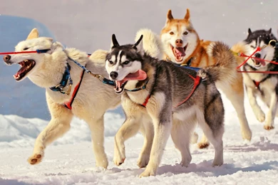 Husky Desktop Wallpapers