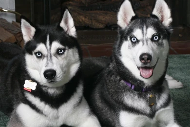 Husky Desktop Wallpapers