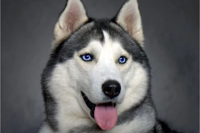 SIBERIAN HUSKY WALLPAPER   (
