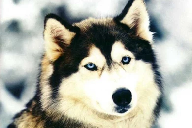 Siberian Husky   Hemslojdsgoten