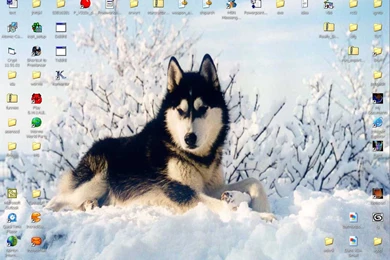 Siberian Husky By MJMercer On DeviantArt