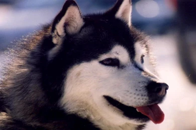 Siberian Husky Dog Breed Free Desktop Backgrounds   Free Wallpapers ...