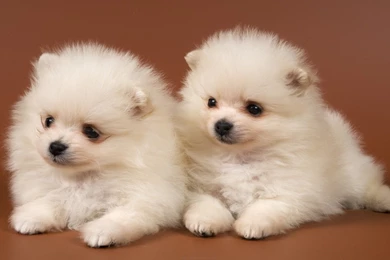 Cute Desktop Wallpapers For Windows 7 HD Desktop Wallpapers For ...