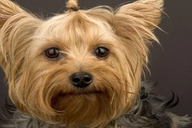 Yorkshire Puppies Wallpapers Desktop