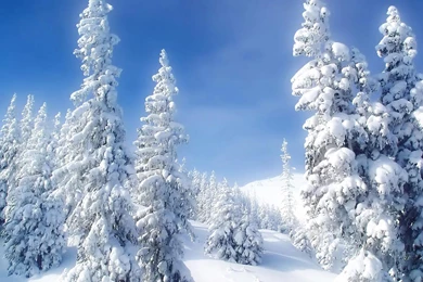 Desktop Wallpapers · Gallery · HD Notebook · Mountain Snow Forest ...