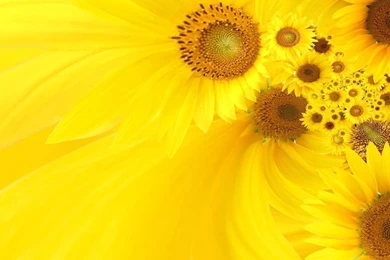 Sunflower Wallpapers Hd Best Picture For Desktop Backgrounds   Poze ...