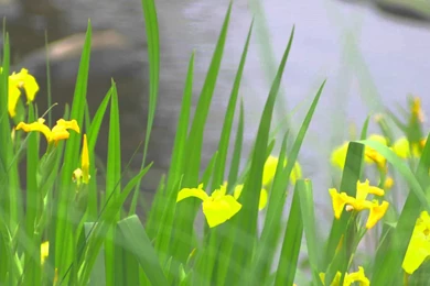 Colorful Spring 3   Video Backgrounds HD 1080p   YouTube