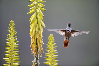Amazilia Hummingbird Feeding On An Agave Flower Peru >> HD ...