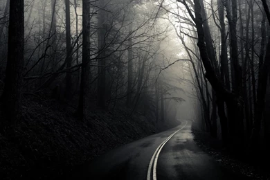 Dark Forest Road HD Wallpapers