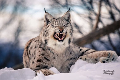 Ultra HD 4K Lynx Wallpapers HD, Desktop Backgrounds 3840x2400