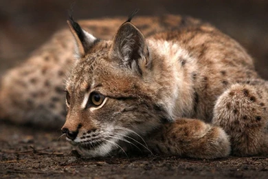 Resting Lynx Wallpapers   Animal Wallpapers