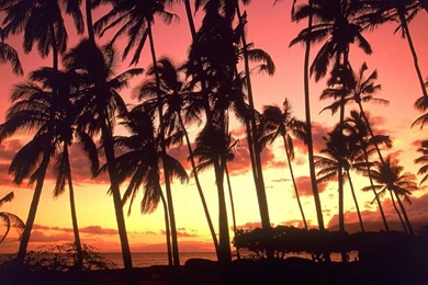 PhoneGames For > Palm Tree Sunset Wallpapers
