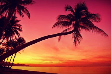 Beach Sunset With Palm Trees Wallpaper.