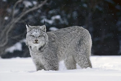 30 Stunning HD Lynx Wallpapers   HDWallSource.com