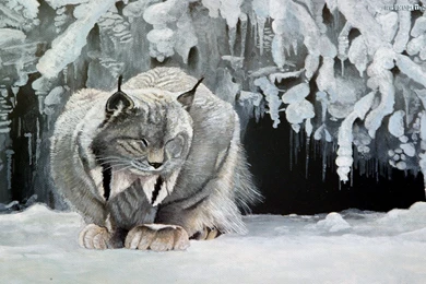 Lynx HD Desktop Wallpapers