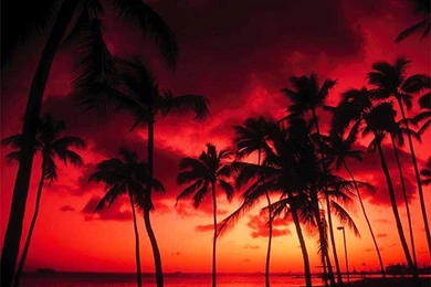 Top Trees At Sunset Images For Pinterest