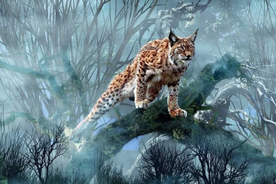 Lynx Wallpapers