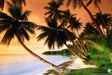 Beautiful Beach Palm Trees On Sunset   Beach Wallpapers